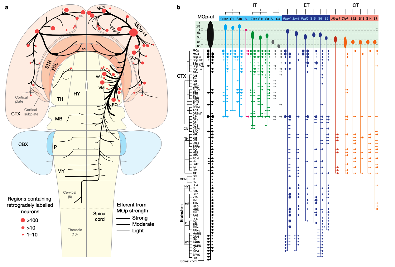 A multimodal cell census and atlas of the&nbsp;mammalian primary motor cortex